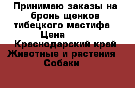 Принимаю заказы на бронь щенков тибецкого мастифа › Цена ­ 20 - Краснодарский край Животные и растения » Собаки   